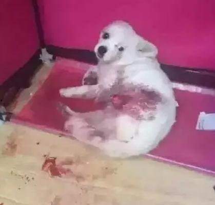 狗狗爆料视频  第2张